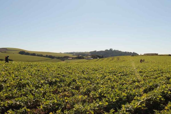 Kwacele-farming-chillies-long