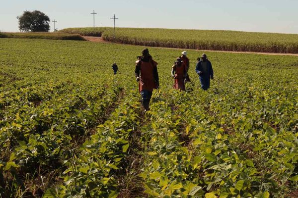 Kwacele-farming-chillies-long2