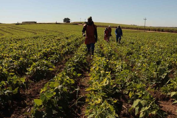 Kwacele-farming-chillies-long3